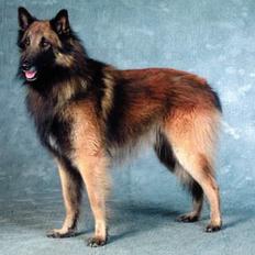 Belgisk hyrdehund Chivas