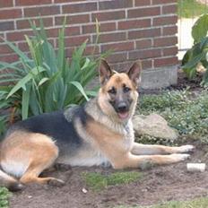 Belgisk hyrdehund Chivas