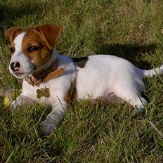Jack russell terrier Sille