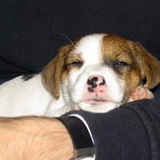 Jack russell terrier Sille