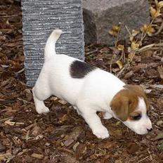 Jack russell terrier Sille