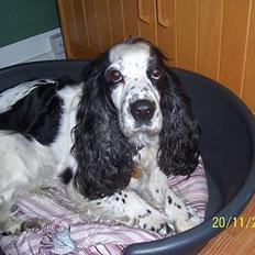 Cocker spaniel <3 Freja <3