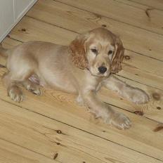 Cocker spaniel *William* Er aflivet !:(