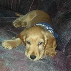 Cocker spaniel *William* Er aflivet !:(
