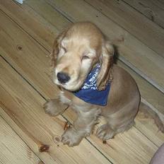 Cocker spaniel *William* Er aflivet !:(