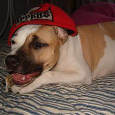 Amerikansk staffordshire terrier zindie