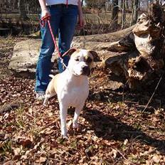 Amerikansk staffordshire terrier zindie