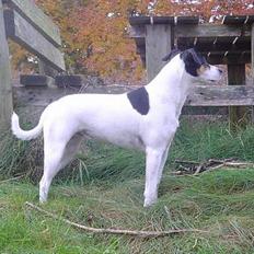 Dansk svensk gaardhund Sussie