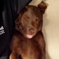 Labrador retriever Oliver