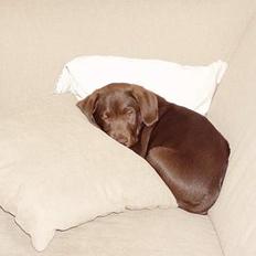 Labrador retriever Oliver