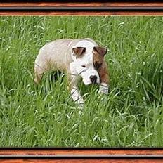 Amerikansk staffordshire terrier Spirit