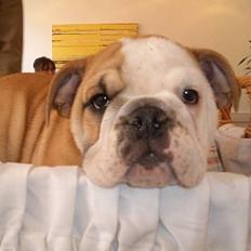 Engelsk bulldog Malou