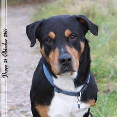 Blanding af racer Peppo aka Flæske <3 