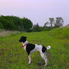 Dansk svensk gaardhund Thea