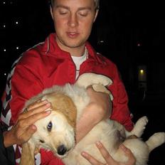 Golden retriever "McKenzie"