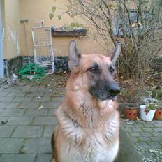 Schæferhund Nero *RIP* SAVNER DIG
