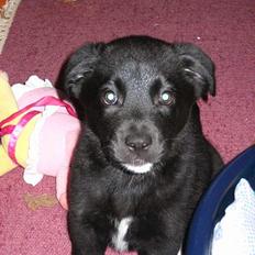 Blanding af racer *Mandy*