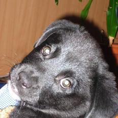 Blanding af racer *Mandy*