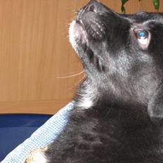 Blanding af racer *Mandy*