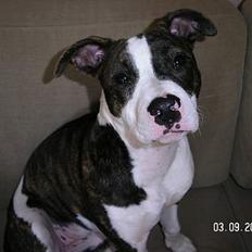 Blanding af racer Freja