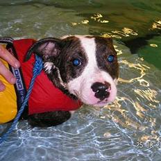 Blanding af racer Freja