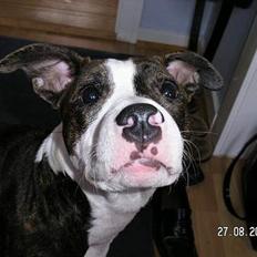 Blanding af racer Freja