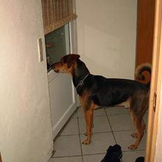 Blanding af racer simba