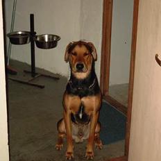 Blanding af racer simba