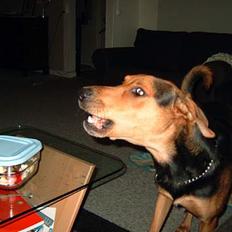 Blanding af racer simba