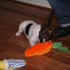 Dansk svensk gaardhund Rocky.