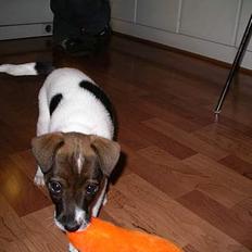 Dansk svensk gaardhund Rocky.