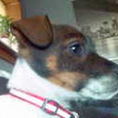 Dansk svensk gaardhund Rocky.