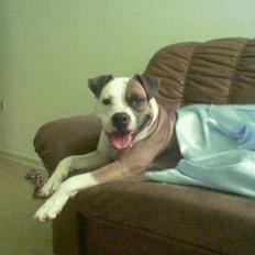 Amerikansk staffordshire terrier Spirit