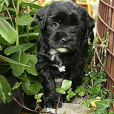 Tibetansk terrier maitri´s sangmu nyima che