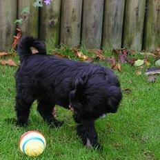 Tibetansk terrier maitri´s sangmu nyima che