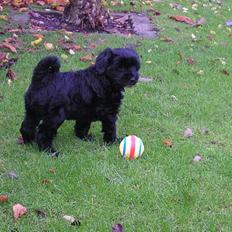 Tibetansk terrier maitri´s sangmu nyima che