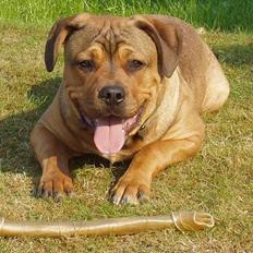 Blanding af racer Bazil