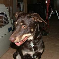 Australsk kelpie Tazz