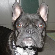 Fransk bulldog Bufas:)