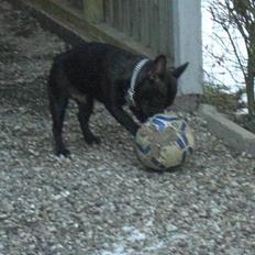 Fransk bulldog Bufas:)