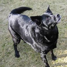 Blanding af racer Freia RIP