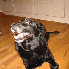 Blanding af racer Freia RIP