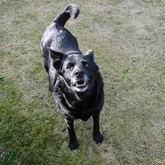 Blanding af racer Freia RIP