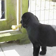 Labrador retriever Freja