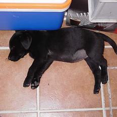 Labrador retriever Freja