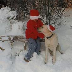 Labrador retriever Mickey