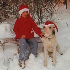 Labrador retriever Mickey