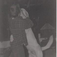 Labrador retriever Mickey