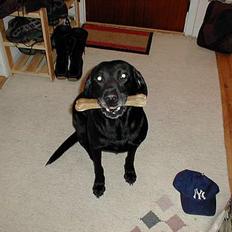 Labrador retriever Roddie