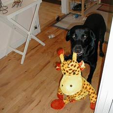 Labrador retriever Roddie